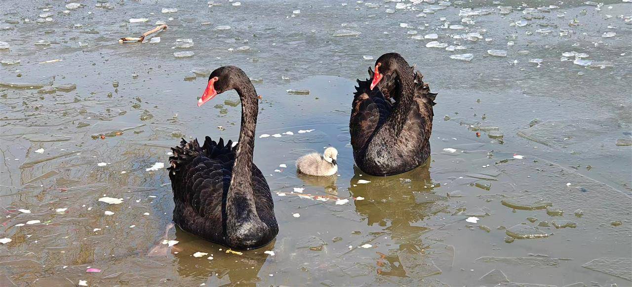 多只小天鹅被冻在公园冰面死亡？园方：已接到意见<strong></p>
<p>五洲交通股票</strong>，将进一步反馈